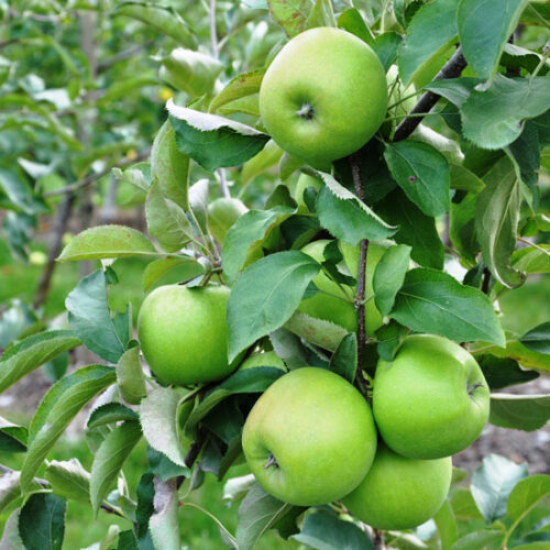 Tips For A Neighborhood Fruit and Nut Harvester